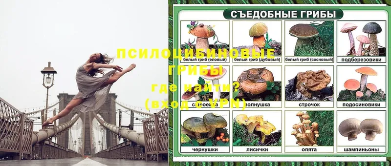 Галлюциногенные грибы Psilocybine cubensis  как найти закладки  Костомукша 